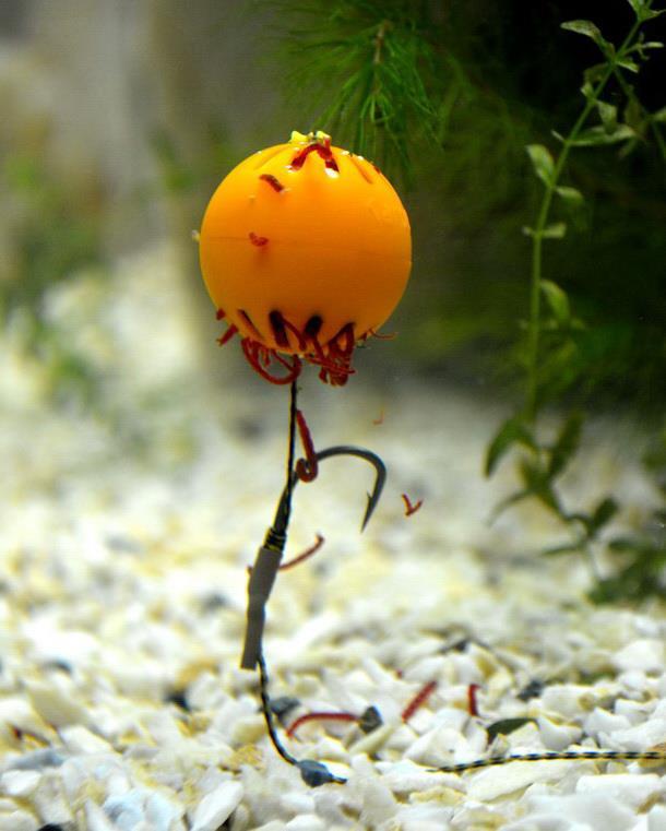 pescuit - 485328624114144270039303331143n.jpg